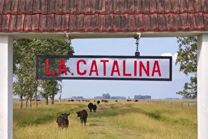 Cattle Prints: Cows grazing at the entrance gate to the Estancia La Catalina