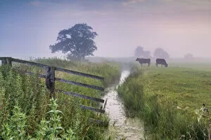 Cows Grazing on Halvergate Marsh in Mist, Norfolk, England