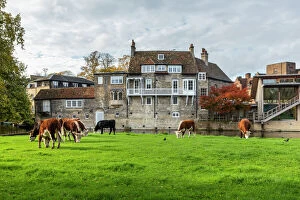 Cows grazing beside the River Cam, Cambridge, Cambridgeshire, England