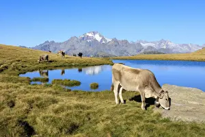 Pasture Prints: Cows grazing on the shore of Lakes of Campagneda Malenco Valley Lombardy province