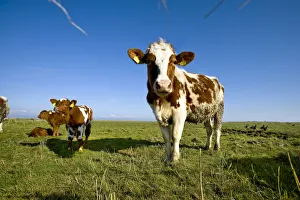 Northern Frisia Prints: Cows, Hallig Hooge, Northern Frisia, Schleswig Holstein, Germany