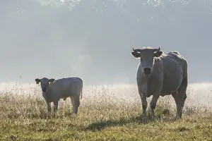 Idyll Prints: Cows in the morning light, Schaalsee, Schaalsee Biosphere Reserve