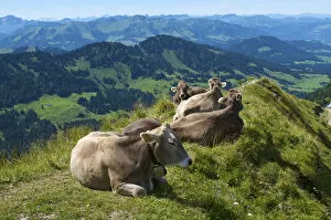 Agriculturally Gallery: Cows near Oberstaufen, Allgaeu, Bavaria, Germany