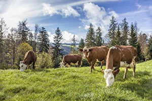 Cattle Prints: Cows near St. Peter, Black Forest, Baden-Württemberg, Germany