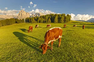 Kastelruth Prints: Cows pasture, Alpe di Siusi / Seiser Alm