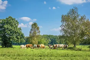 Cows Prints: Cows in the pasture near the village of Cleverns
