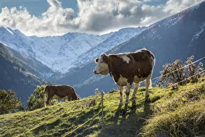 Sterreich Prints: Cows on pasture in Obermauern, Virgental, East Tyrol, Tyrol, Austria