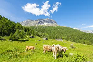 Cows and pastures at Alpe Vazzeda, Valmalenco, Valtellina, province of Sondrio, Lombardy