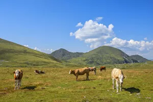 Cows at Rosenock area, Nockberge mountain range, Radenthein, Carinthia, Austria