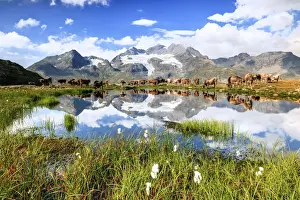 Cows on the shore of the lake where high peaks and clouds are reflected Bugliet Valley