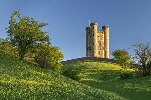 Cowslip (Primula Veris) wildflower meadow by Broadway Tower in the Cotswolds