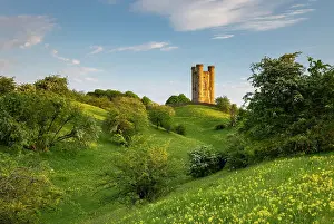 Cotswolds Prints: Cowslips flowering in a wildflower meadow below Broadway Tower in the Cotswolds