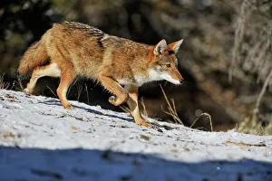 Predators Prints: Coyote (Canis latrans) Captive raised, Bozeman, Montana, USA
