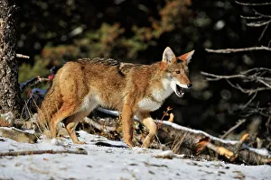 Predators Prints: Coyote (Canis latrans) Captive raised, Bozeman, Montana, USA