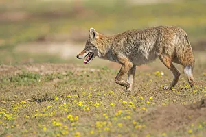 Treeless Prints: Coyote (Canis latrans) Hunting in a prairie dog colony