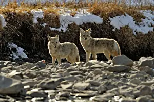 Predators Prints: Coyote (Canis latrans) Investigating remains of wolf kill in Gardner River bed