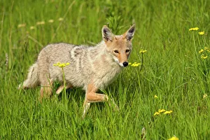 Montana Prints: Coyote (Canis latrans) Trotting through flower meadow, Glacier National Park, Montana, USA