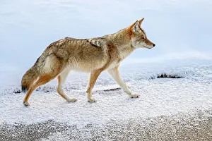 Winter Ranges Prints: Coyote (Canis latrans), Yellowstone National Park, Wyoming, USA