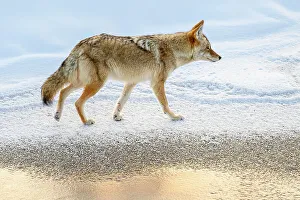 Montana Prints: Coyote (Canis latrans), Yellowstone National Park, Wyoming, USA