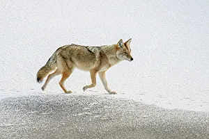 Winter Ranges Prints: Coyote (Canis latrans), Yellowstone National Park, Wyoming, USA
