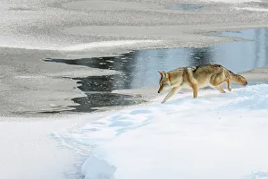 Winter Ranges Prints: Coyote (Canis latrans), Yellowstone National Park, Wyoming, USA