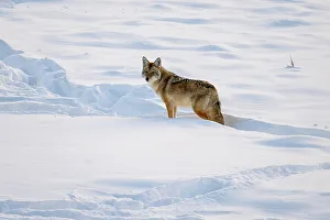 Coyote (Canis latrans), Yellowstone National Park, Wyoming, USA