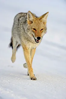 Coyote (Canis latrans), Yellowstone NP, Wyoming, USA