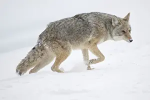 Wyoming Prints: Coyote walking in snow, Yellowstone National Park, Wyoming, USA