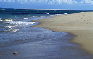 Coast Line Gallery: Crabs on the beach