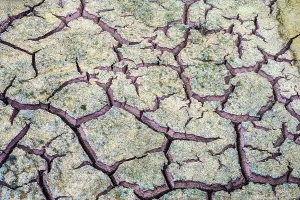 Tidal Zone Prints: Cracked mud, George Town, Grand Cayman-, Cayman Islands