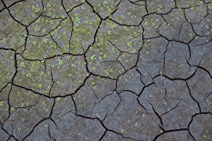 Cracked mud at the lake, Salmon Arm, British Columbia, Canada