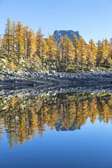 Larix Prints: The Crampiolo Peak is reflected in the Nero Lake in autumn (Buscagna Valley, Alpe Devero