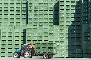 Industry Prints: Crates of apples stacked in the outdoor warehouse before processing, Valtellina