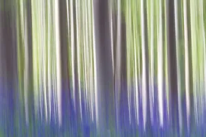 Belgium Prints: A creative vision of tress at Hallerbos forest, Belgium, Europe