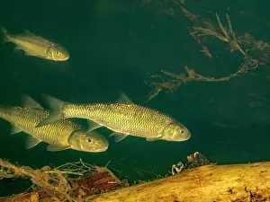 Underwater Prints: Creek Chub (Semotilus atromaculatus) in Eels Creek, Harcourt, Ontario, Canada