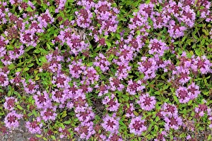 Brae Prints: Creeping thyme (Thymus serpyllum) at Brackley Beach
