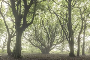 Creepy deciduous woodland in fog, Cornwall, England. Summer (July) 2020