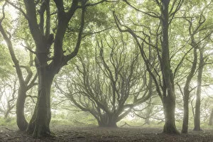 Images Dated 11th August 2020: Creepy deciduous woodland in fog, Cornwall, England. Summer (July) 2020
