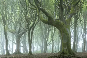 Images Dated 19th November 2020: Creepy trees in a misty wood, Cornwall, England. Summer (July) 2020