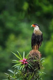 Crested Caracara (Caracara plancus), Boca Tapada, Costa Rica