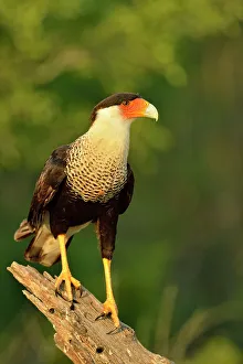 Hawks Prints: Crested Caracara (Caracara plancus), Rio Grande City, Texas, USA