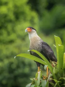 Rainforests Prints: Crested Caracara (Caracara plancus), Boca Tapada, Alajuela Province, Costa Rica