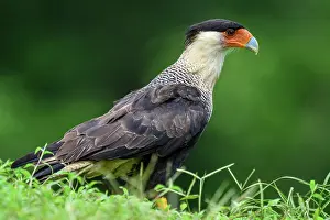 Hawks Prints: Crested Caracara (Caracara plancus)