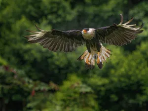 Birds In Flight Prints: Crested Caracara (Caracara plancus) in flight, Boca Tapada, Alajuela Province, Costa Rica