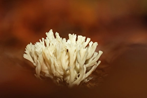 Mycology Prints: Crested Coral (Clavulina coralloides)