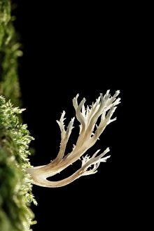 Hampshire Prints: Crested Coral (Clavulina coralloides)