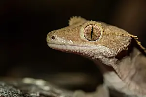 Eyes Prints: Crested Gecko (Correlophis ciliatus) - captive bred, Ontario, Canada
