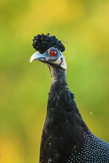 Close Ups Prints: Crested Guineafowl (Guttera edouardi)