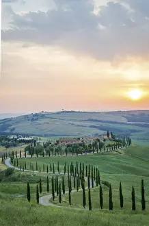 Olive Prints: Crete Senesi, Tuscany, Italy. A lonely farmhouse with cypress and olive trees, rolling
