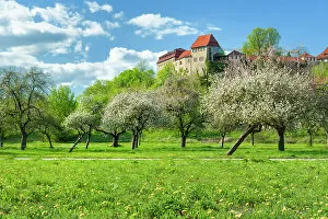 Images Dated 9th December 2022: Creuzburg Castle in the Werra valley, in front of blooming orchard meadow, Creuzburg, Thuringia